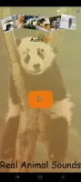 Real Animal Sounds
