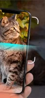 Cat Identifier - Cat Scanner