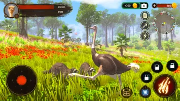The Ostrich
