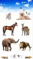 Animal Sounds