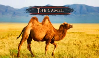 The Camel