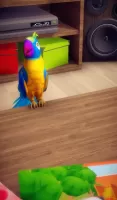 My Talking Parrot