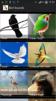 Bird Sounds