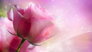 Pink Roses Live Wallpaper