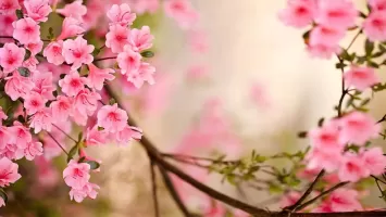 Spring Flowers Live Wallpaper