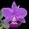 Cattleya Walkeriana