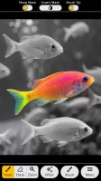 Photo Art - Color Effects
