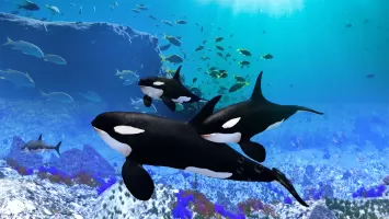 The Killer Whale
