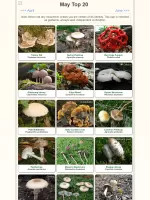 Shroomify