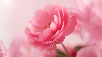 Pink Roses Live Wallpaper