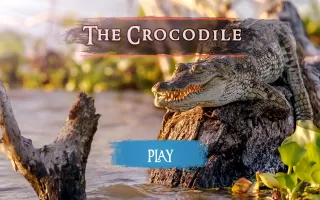 The Crocodile