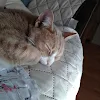 CatsandBirbs