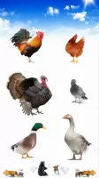Animal Sounds