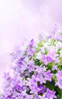 Lilac Flowers Live Wallpaper