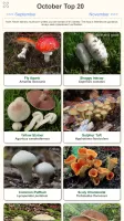 Shroomify