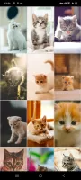 Kitten Wallpapers