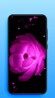 Video Live Wallpapers