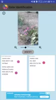 Color Identification