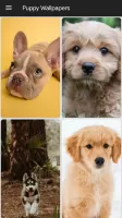 Puppy Wallpapers