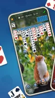 Daily Spider Solitaire Classic