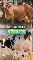 गाय भैंस खरीदें बेचें Animall