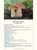 Shroomify