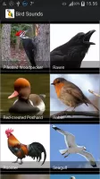 Bird Sounds