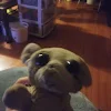 fluffy the plush chihuahua dog