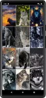 Wolf Wallpapers