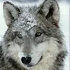 Silver Wolf