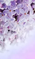 Lilac Flowers Live Wallpaper