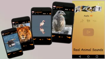 Real Animal Sounds