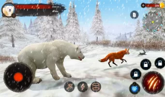 The Bear