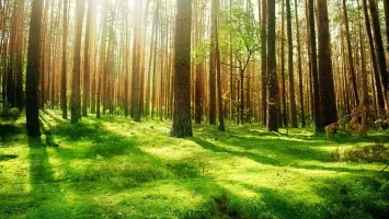 Forest Live Wallpaper