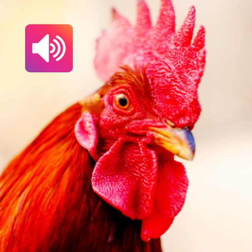 Rooster Sound