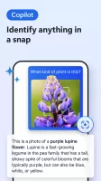 Microsoft Edge Dev