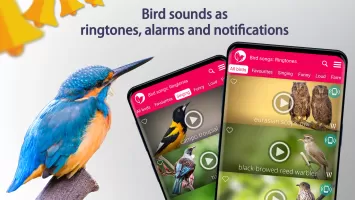 Bird Songs: Ringtones