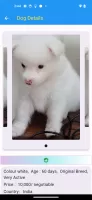 pet & dog - Buy and sell