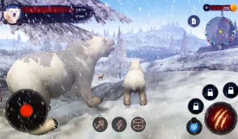 The Bear