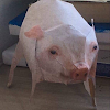 BucketOfForks