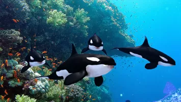 The Killer Whale