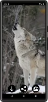 Wolf Wallpapers