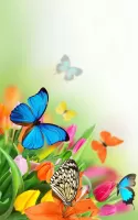 Butterfly Live Wallpaper