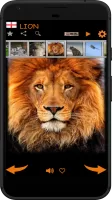 Real Animal Sounds