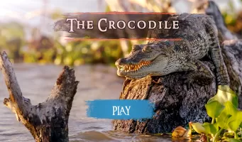 The Crocodile