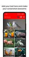 100 Bird sounds