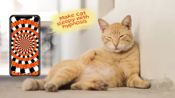 Laser for cat. Cat games. Joke