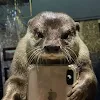 Uninspired_Otter