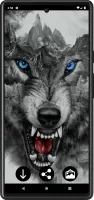 Wolf Wallpapers