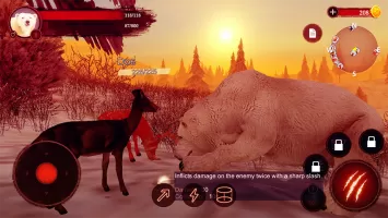 The Bear